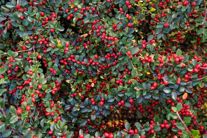Cotoneaster dammerii-AdobeStock_1975856369.webp
