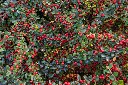 Cotoneaster dammerii-AdobeStock_1975856369.webp