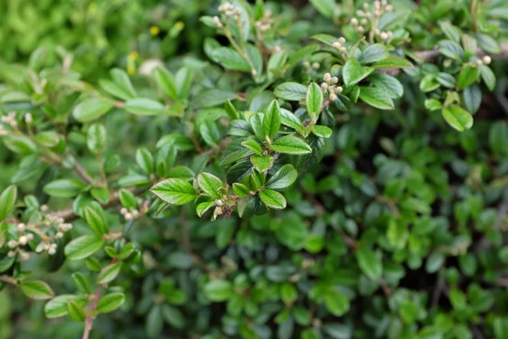 Cotoneaster dammerii-AdobeStock_351631328.webp