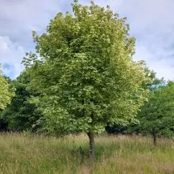 Acer-Leopoldii -2.webp