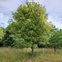 Acer-Leopoldii -2.webp