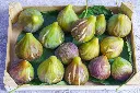 ficus carica madeleine de deux saison-AdobeStock_2091745800.webp