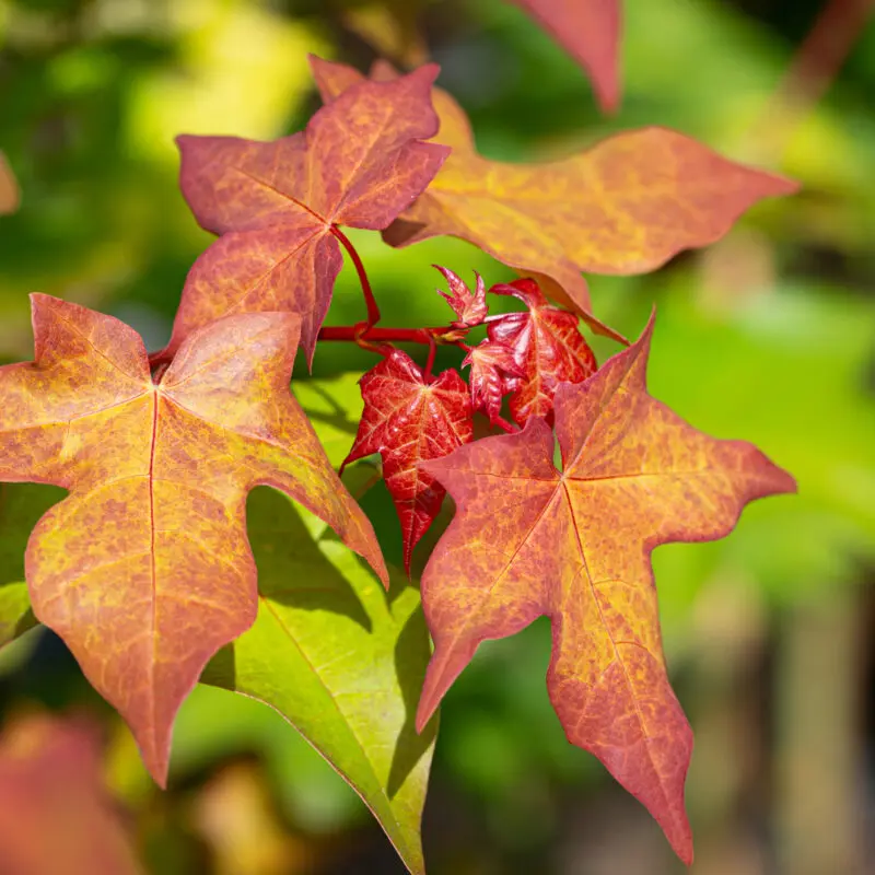 Acer campestre William Caldwell aut.webp