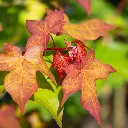 Acer campestre William Caldwell aut.webp