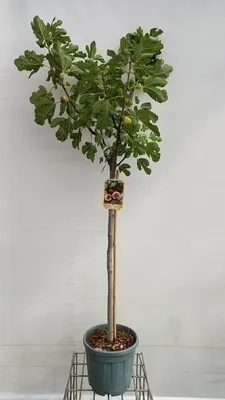 FICUS-CARICA_DEMI-TIGE-2.webp