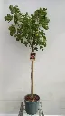 FICUS-CARICA_DEMI-TIGE-2.webp