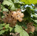 Groseillier Werdavia-AdobeStock_23916733.webp