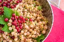 Groseillier blanc-AdobeStock_663846888.webp