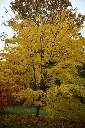 Acer conspicum Mozart-2.webp