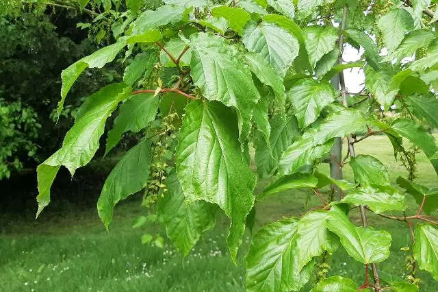 Acer conspicum Mozart-3.webp