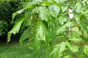 Acer conspicum Mozart-3.webp
