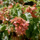 Acer ginnala Bailey-fruits.webp