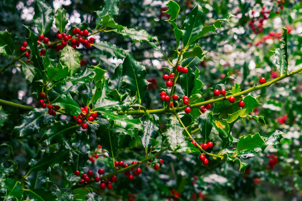 unsplash_cLTF867Ukp0_ilex.webp