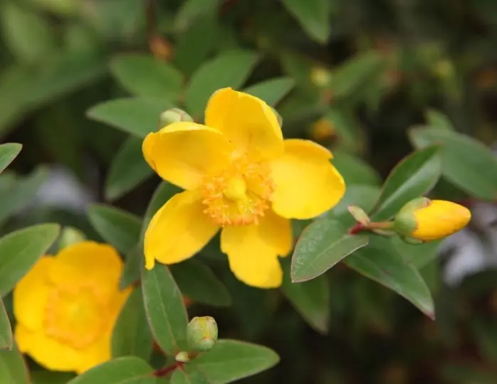hypericum-hidcote-fle.webp
