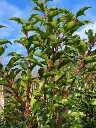 Prunus lusitanica Brenelia-2.webp