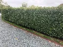 Prunus lusitanica.haie.webp