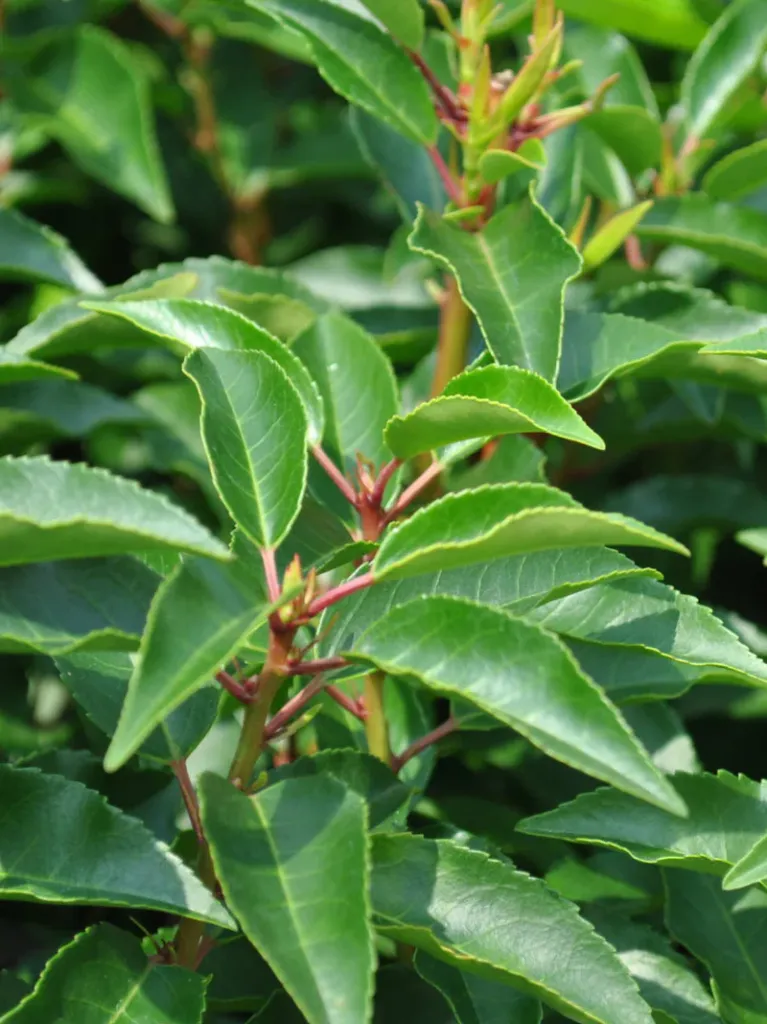 Prunus lusitanica-feuilles.webp