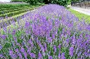 lavandula munstead-2.webp
