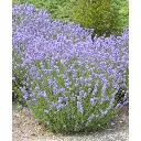 lavandula munstead-1.webp