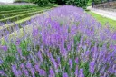 lavandula munstead-2.webp