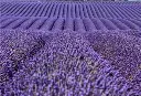 I-Moyenne-22566-lavande-bien-les-fertiliser.net.webp