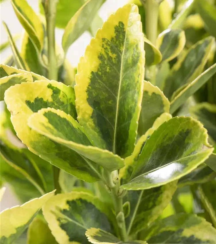 Euonymus jap Aureomarginatus -1.webp