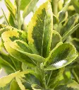 Euonymus jap Aureomarginatus -1.webp