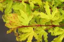Acer palmatum Anne Irene -2.webp