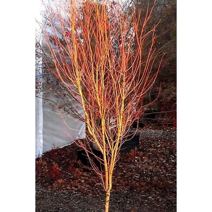 Acer palmatum Bi-Hoo-3.webp