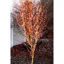 Acer palmatum Bi-Hoo-3.webp