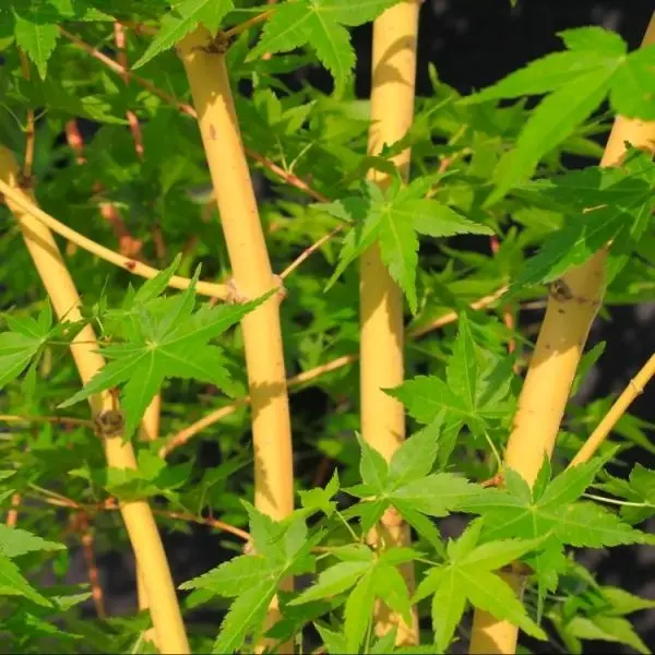 Acer palmatum Bi-Hoo-1.webp