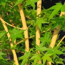 Acer palmatum Bi-Hoo-1.webp
