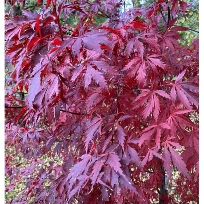 Acer palmatum Black Lace-1.webp