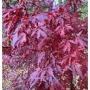 Acer palmatum Black Lace-1.webp