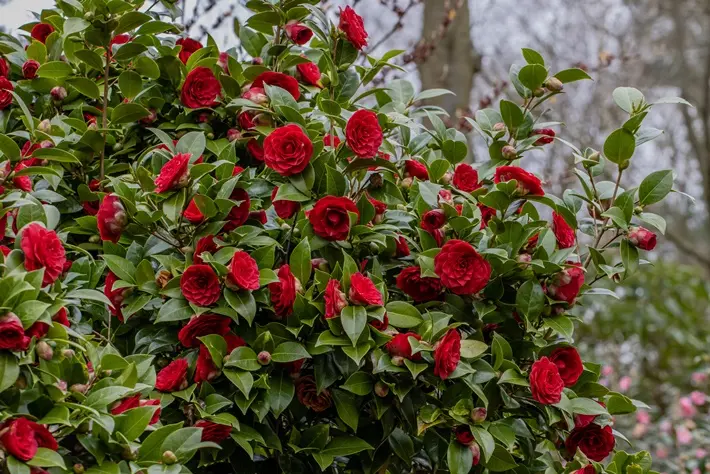 camellia_jap_black_lace2_cjr.webp
