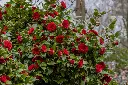 camellia_jap_black_lace2_cjr.webp