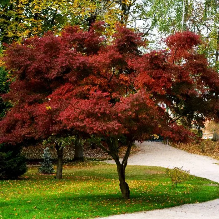 Acer palmatum Blodd good-1.webp