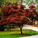 Acer palmatum Blodd good-1.webp