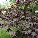 acer-palmatum-bloodgood-2.webp