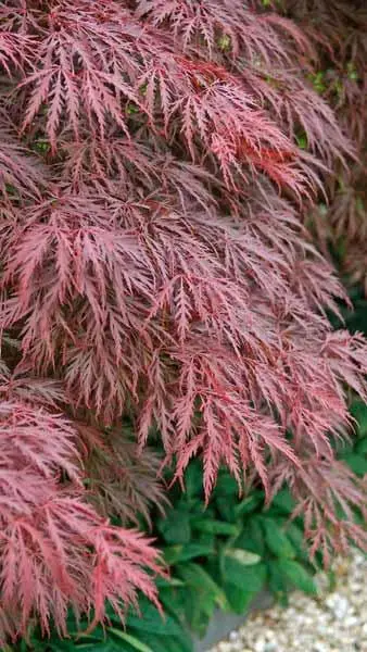 Acer palmatum Crimson Queen-1.webp