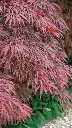 Acer palmatum Crimson Queen-1.webp