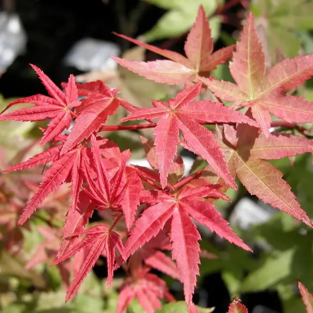 Acer palmatum Deshojo-1.webp