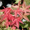 Acer palmatum Deshojo-1.webp