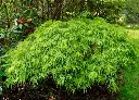 Acer-Palmatum-Dissectum-buisson.webp