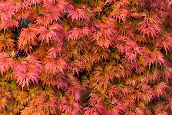 ACER_PALM_DISSECT_AUT-AdobeStock_365701010.webp
