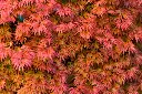 ACER_PALM_DISSECT_AUT-AdobeStock_365701010.webp