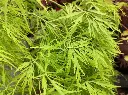 acer-palm-diss-fin-AdobeStock_895934637.webp