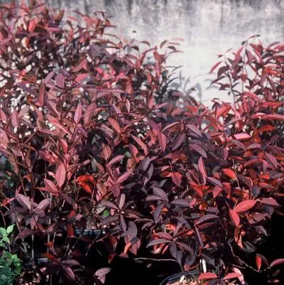 Itea virginica Love Child-1.webp