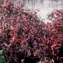 Itea virginica Love Child-1.webp