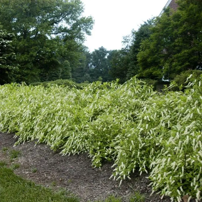 Itea Viginica Henry S Garnet-2.webp